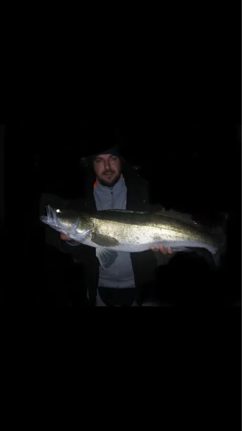 Zander