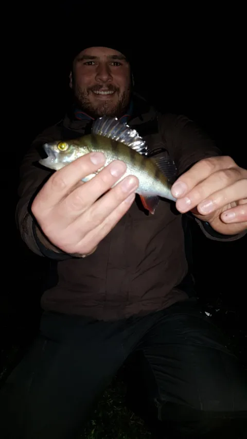 Flussbarsch