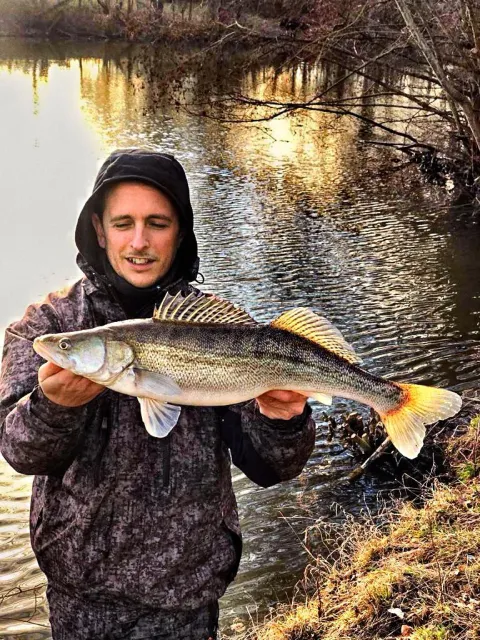 Zander