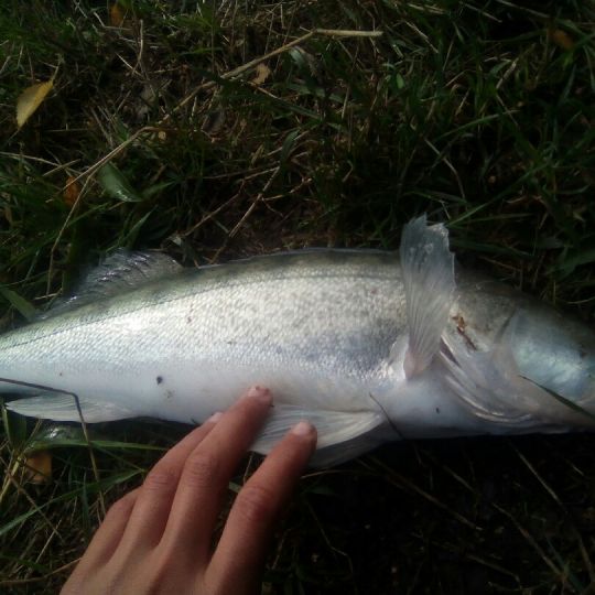 Zander