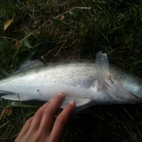 Zander