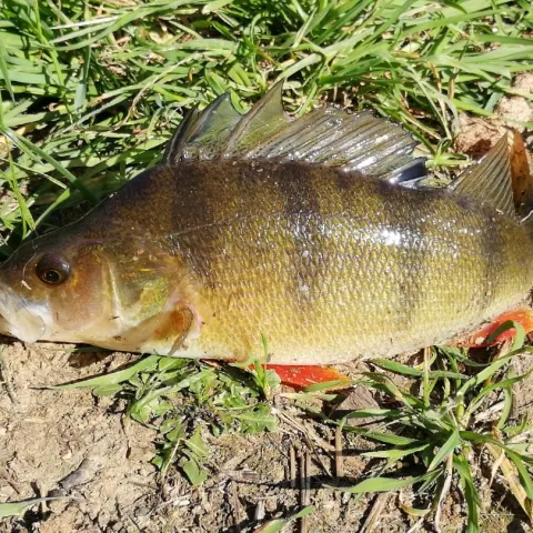 Flussbarsch