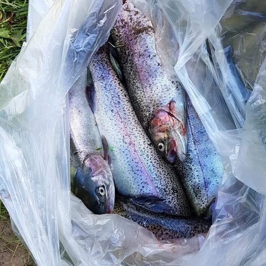 Regenbogenforelle
