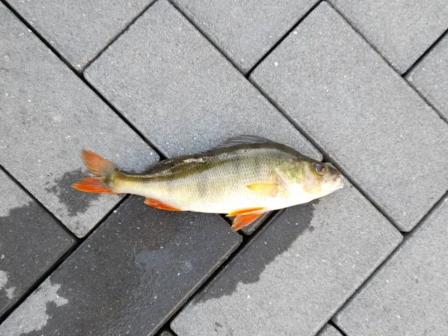 Flussbarsch