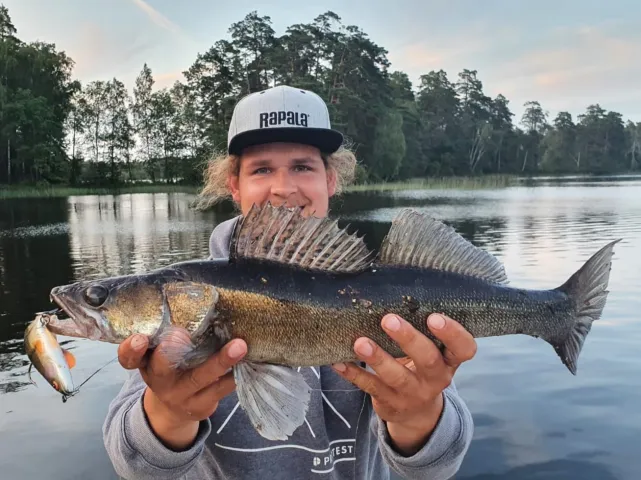 Zander