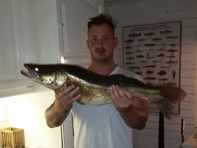 Zander