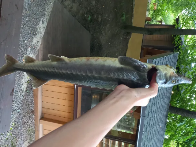 Stör