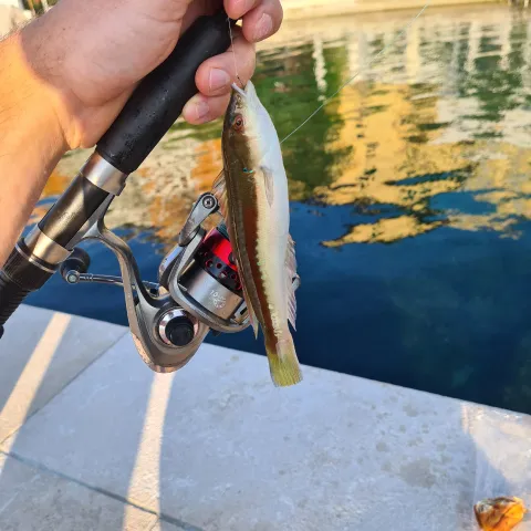 Lippfisch