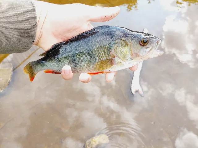 Flussbarsch