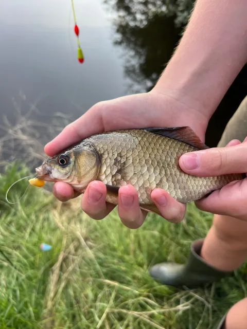 Karausche