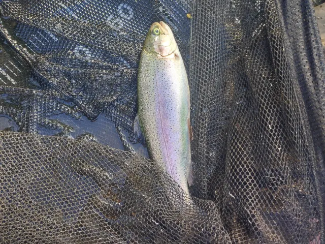 Regenbogenforelle