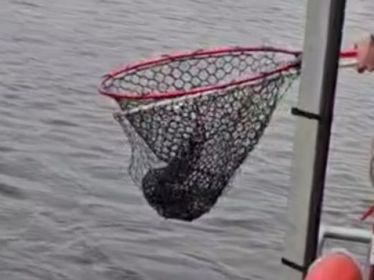 Afrikanischer Raubwels