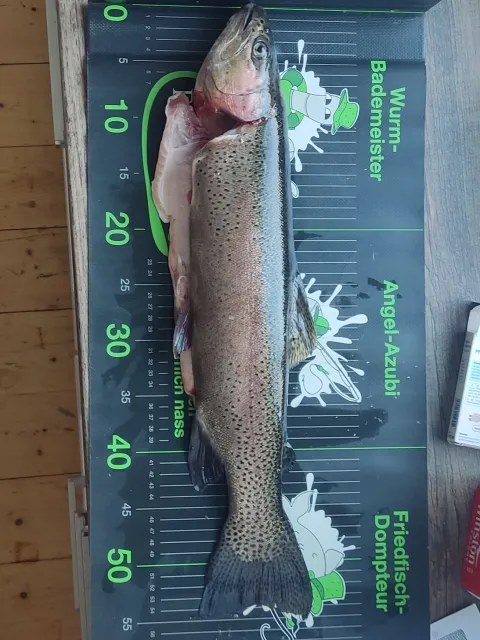 Regenbogenforelle