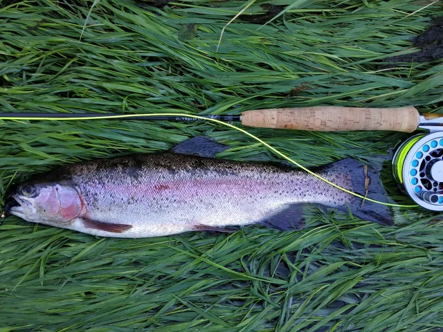 Regenbogenforelle
