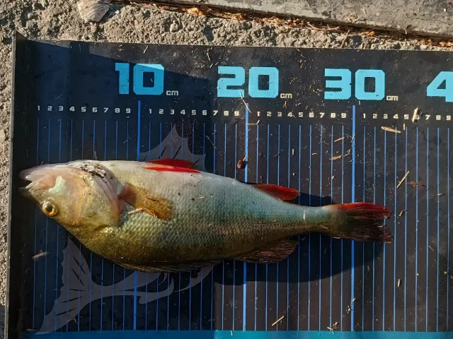 Flussbarsch