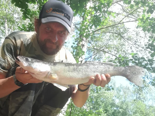 Zander