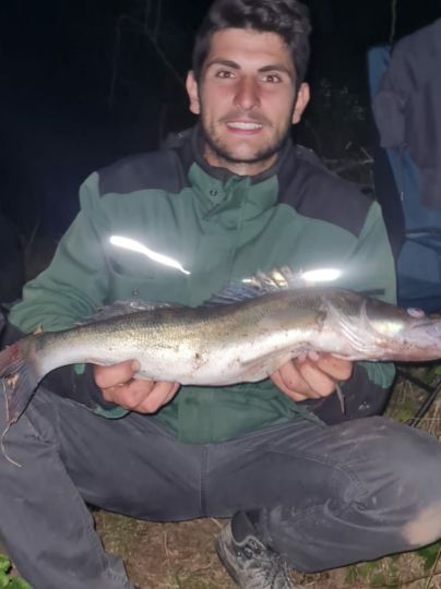 Zander