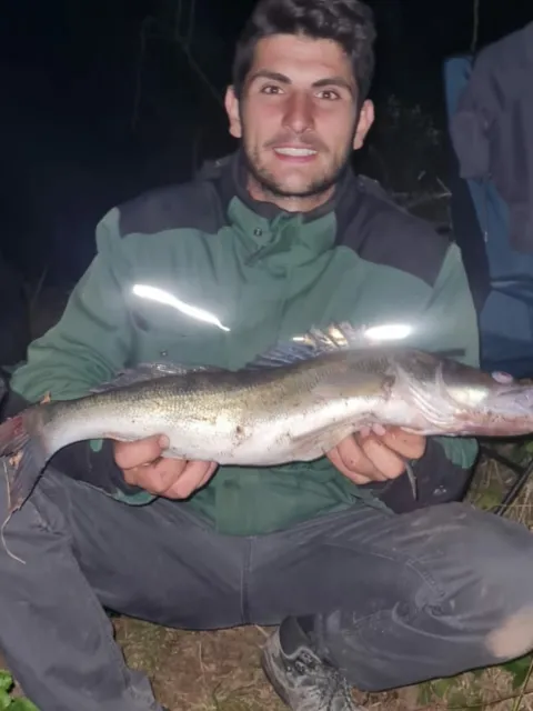 Zander