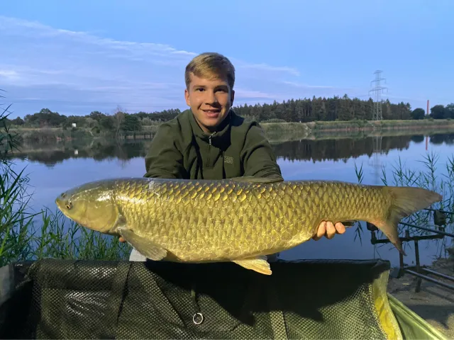 Graskarpfen