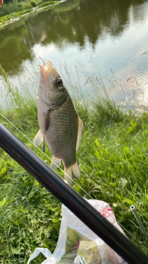 Giebel
