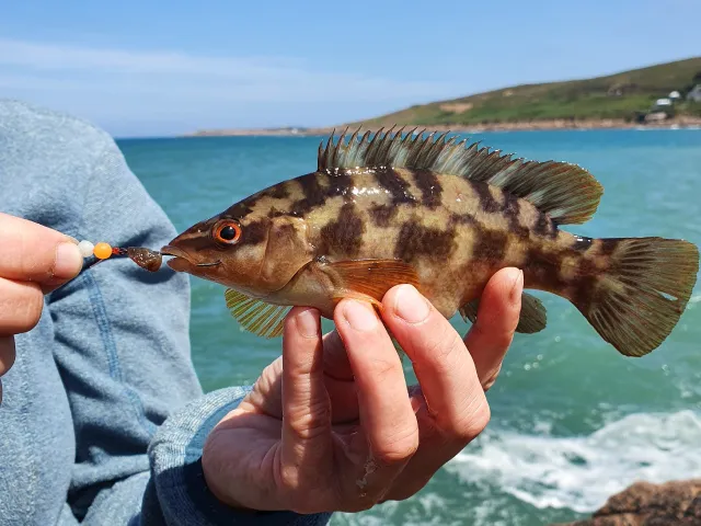 Lippfisch