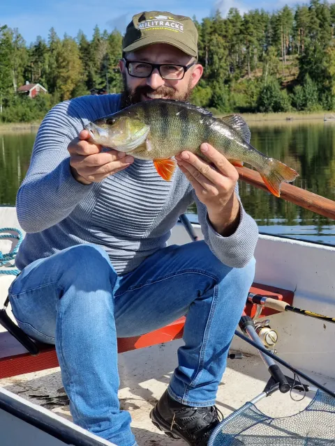 Flussbarsch