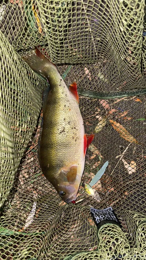 Flussbarsch