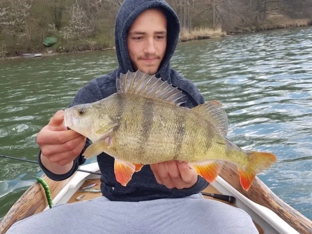 Flussbarsch