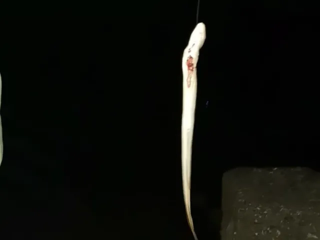 Aal