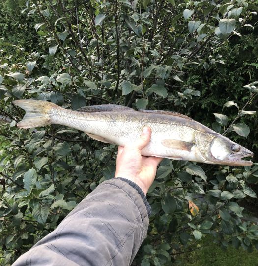Zander-3