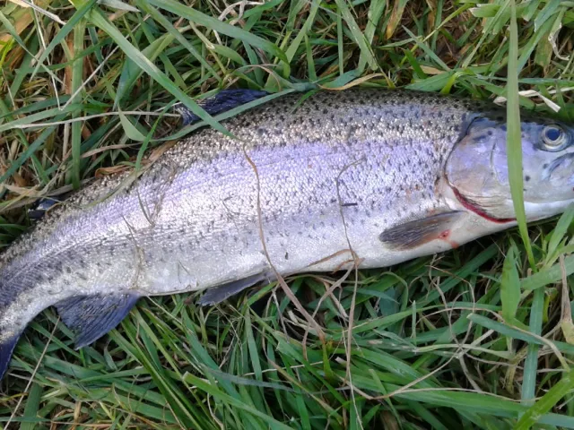 Regenbogenforelle