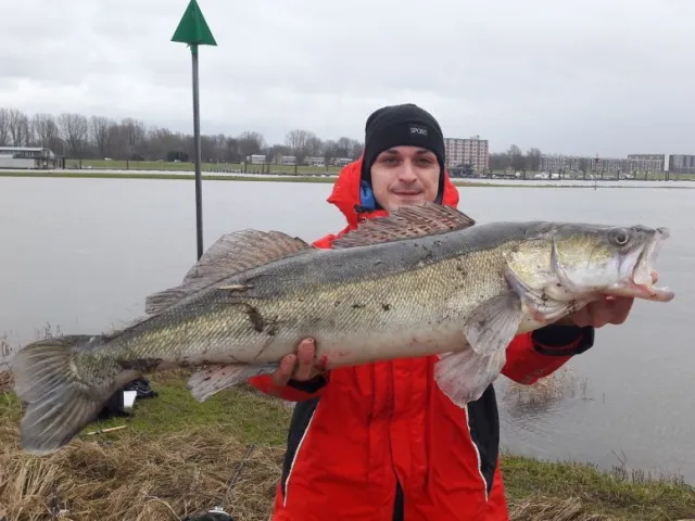 Zander