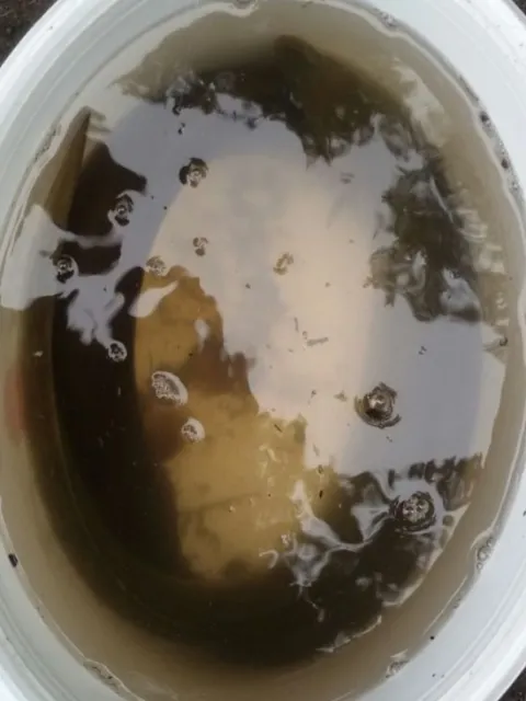 Aal