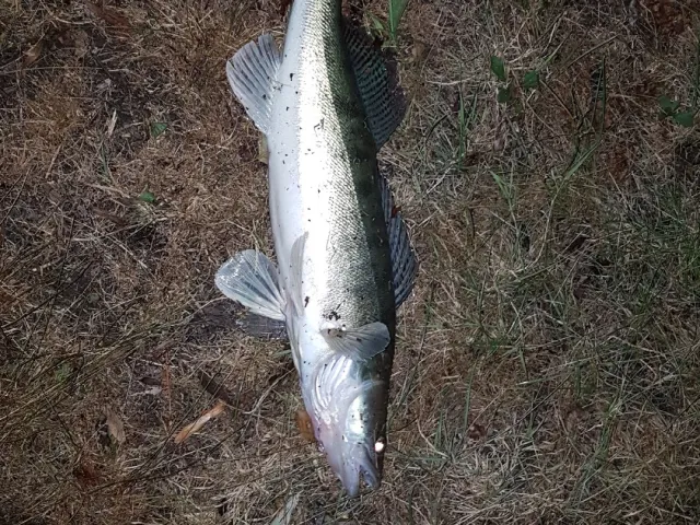 Zander