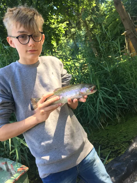 Regenbogenforelle