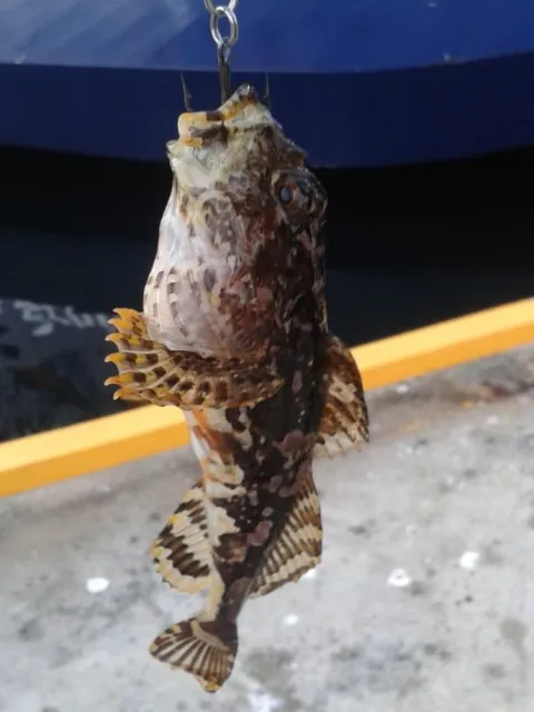 Seeskorpion
