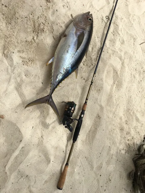 Thunfisch