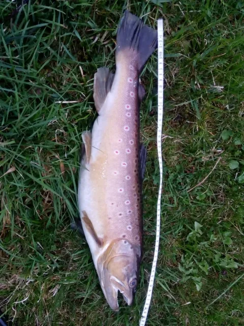 Bachforelle