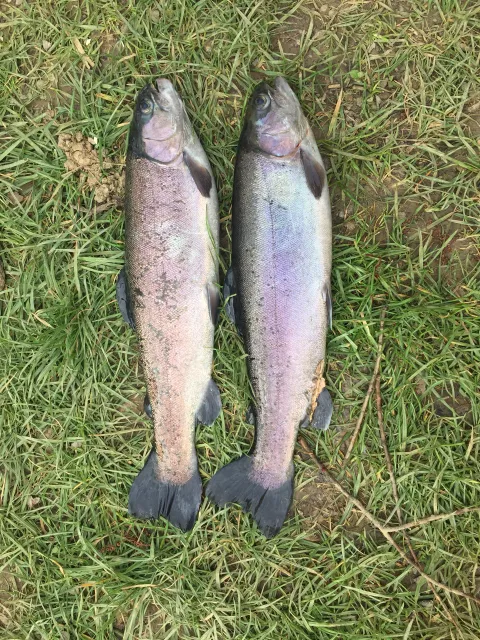 Regenbogenforelle