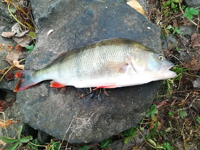 Flussbarsch