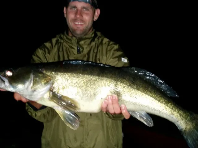 Zander