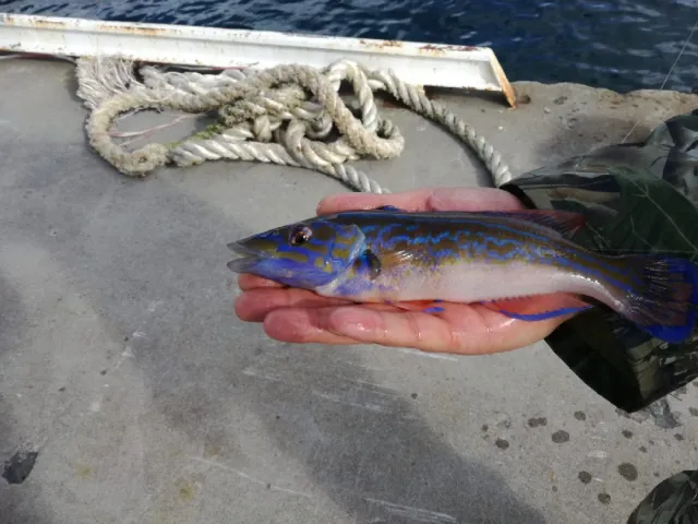 Lippfisch