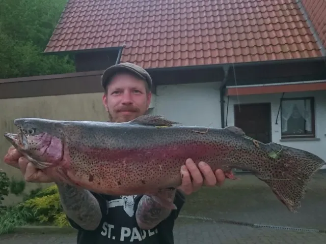Regenbogenforelle