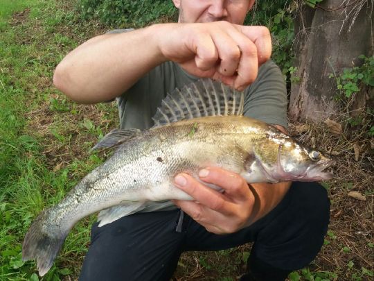 Zander
