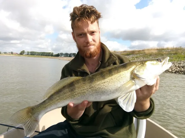 Zander