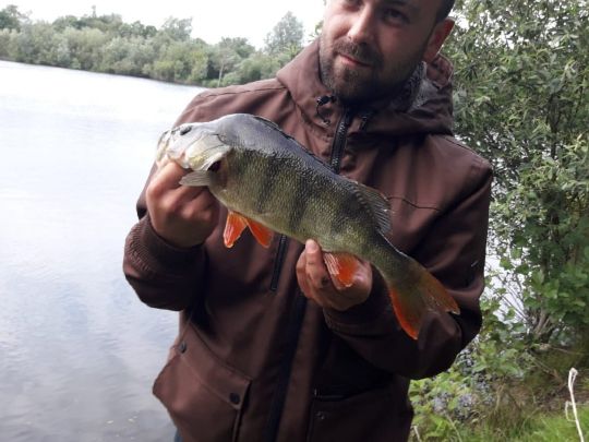 Flussbarsch