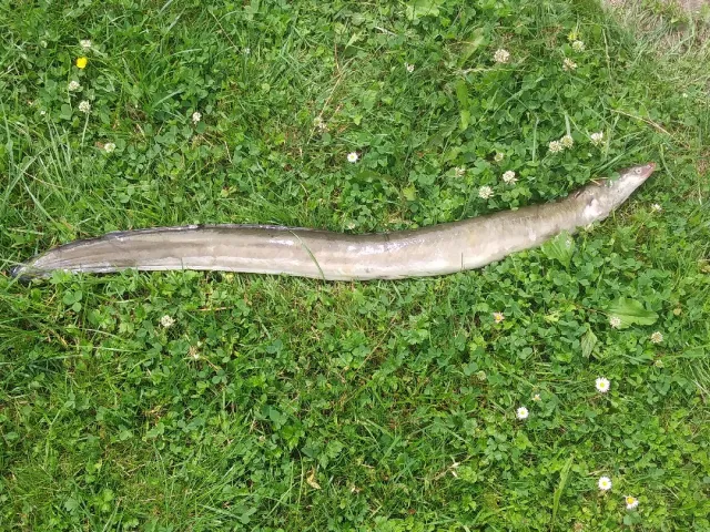 Aal