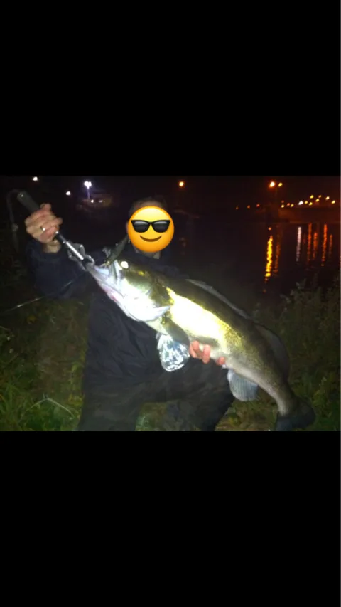 Zander