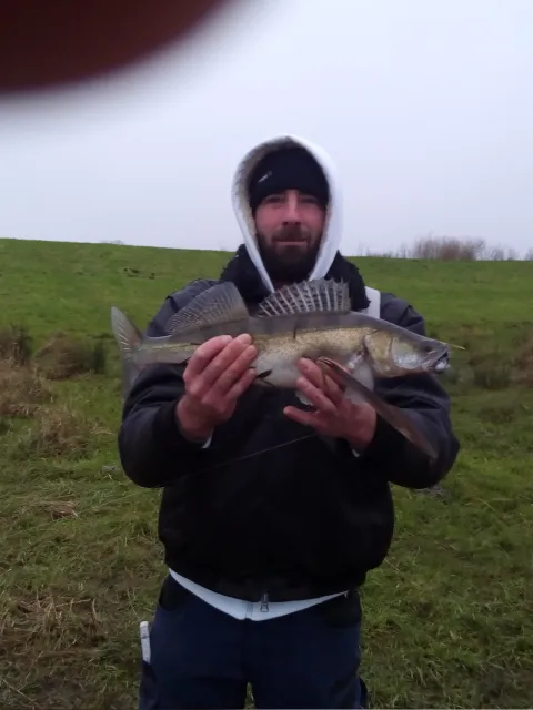 Zander