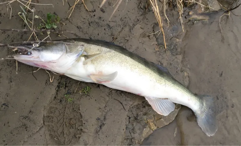 Zander